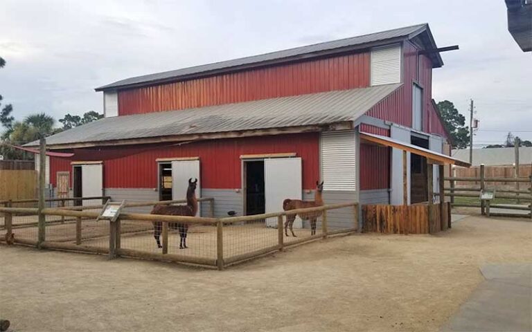 exterior of red barn with llamas in stables at zooworld zoological park panama city beach