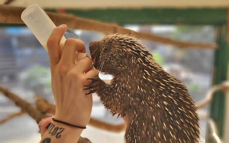 hand with bottle feeding baby porcupine at zooworld zoological park panama city beach