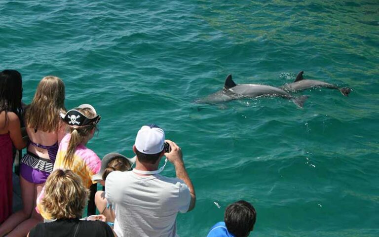 ship riders looking at dolphins in green water at sea dragon pirate cruise panama city beach