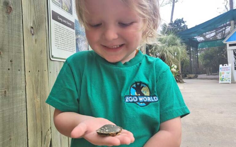 small child with baby turtle in hand at zooworld zoological park panama city beach