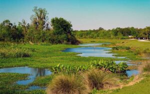 swampy pond with brush and preserve area at sweetwater wetlands park gainesville