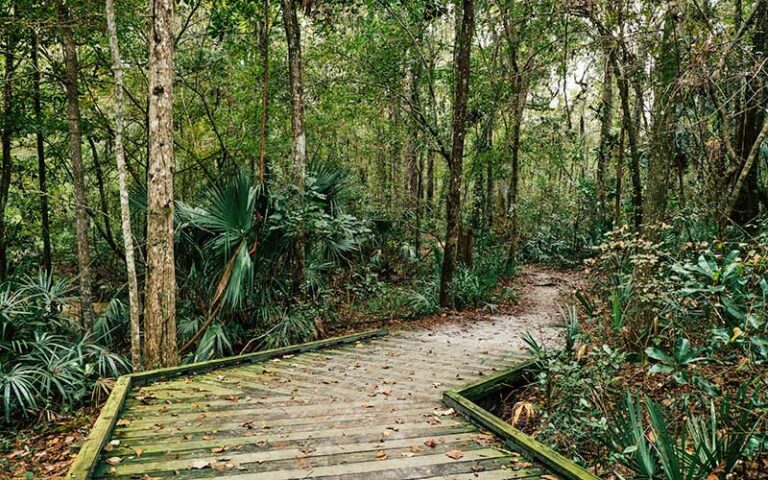 trail with boardwalk turning through wooded area at alfred a ring park gainesville