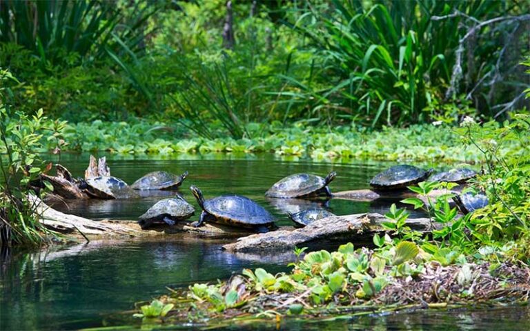 turtles sunning on driftwood in river with lush greenery at ichetucknee springs state park gainesville