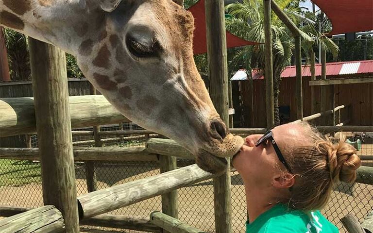 woman kissing giraffe over fence at zooworld zoological park panama city beach