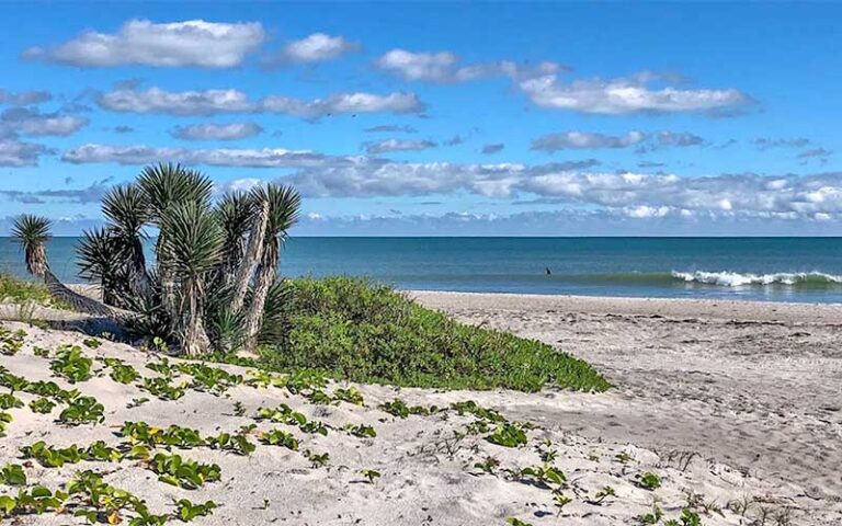 beach with cactus plant and dunes at lori wilson park cocoa beach