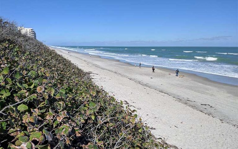 beach with clear sky and dunes at canova beach park indialantic