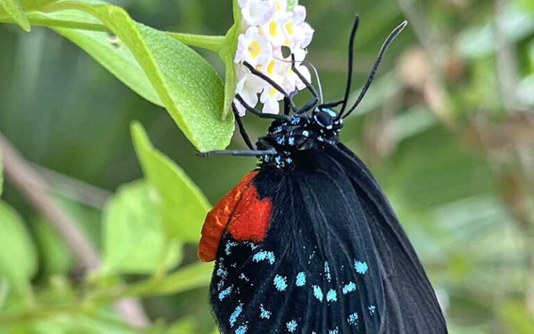 black butterfly with blue spots on white flower at key west tropical forest botanical garden