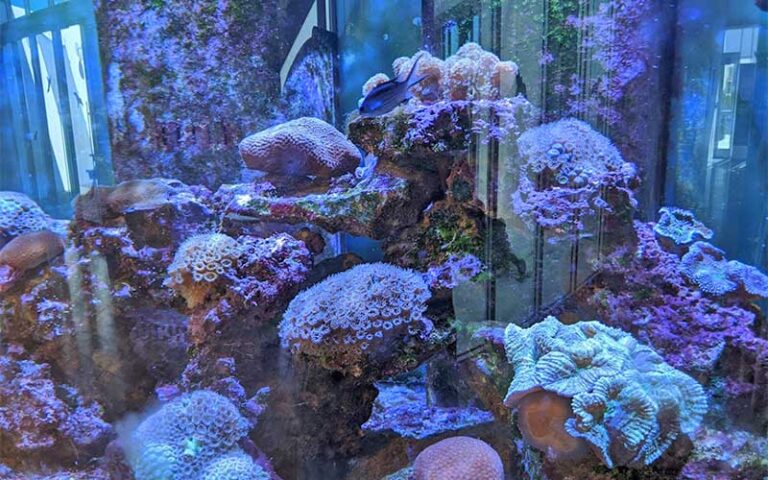 blue aquarium wall with coral and fish at florida keys eco discovery center key west