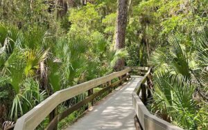 boardwalk leading into dense hammock at erna nixon park west melbourne