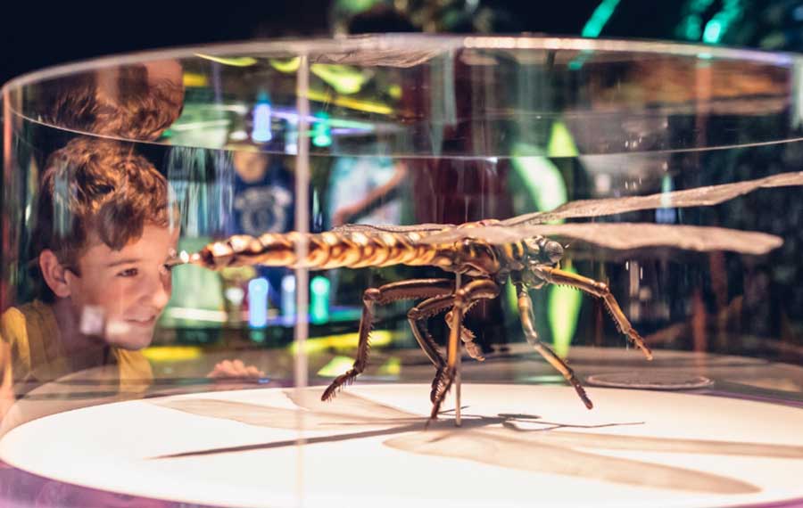 boy checking out giant dragonfly model in exhibit case at frost science museum miami