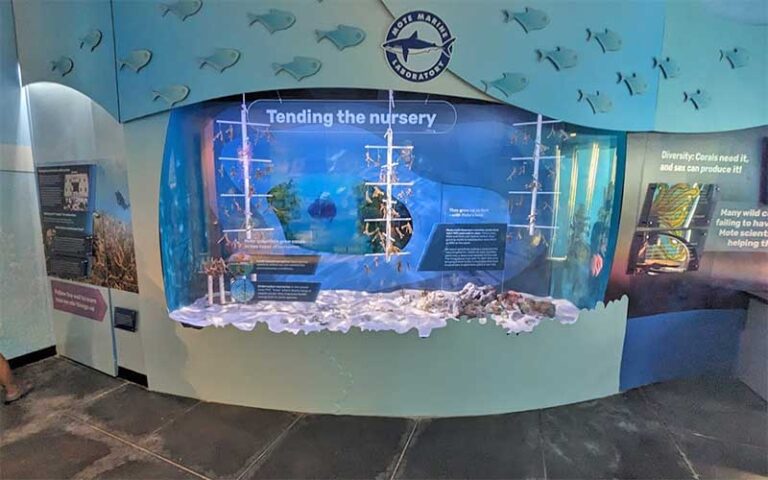 curving wall exhibit about wildlife at florida keys eco discovery center key west