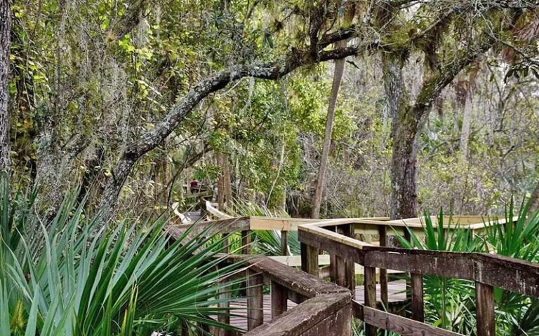 dense wooded area with boardwalks at turkey creek sanctuary palm bay