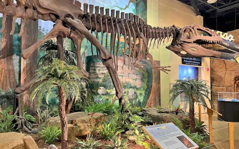 dinosaur skeleton in habitat exhibit at the dinosaur store cocoa beach