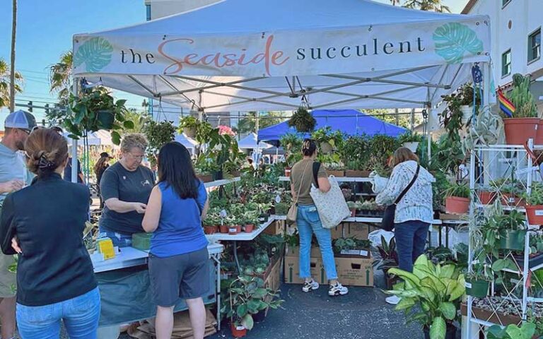 farmers market stall selling plants on street area at downtown melbourne space coast