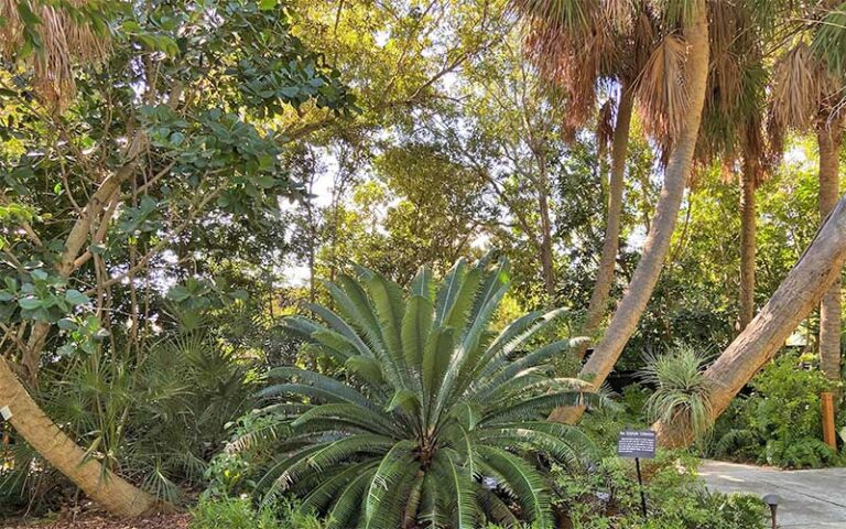 garden with trees and markers along path at key west tropical forest botanical garden