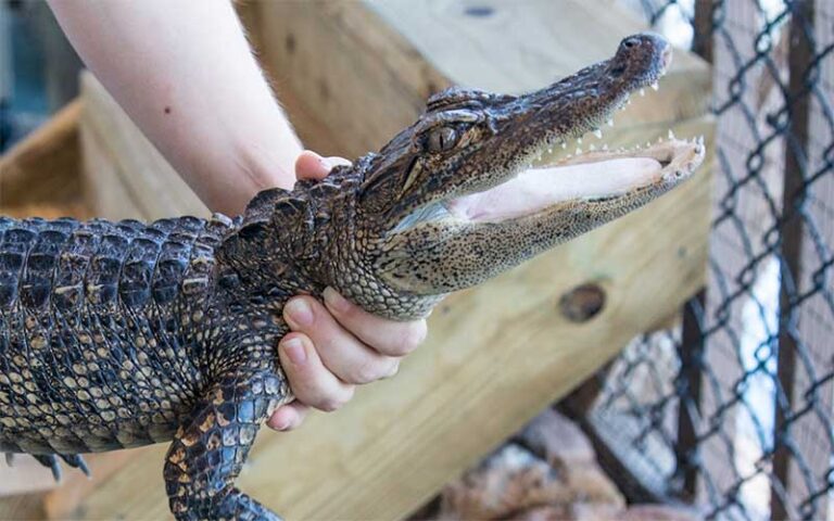 hand holding small alligator at gator n golf cape canaveral