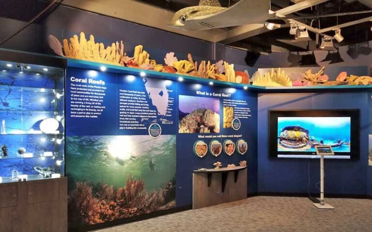 marine life exhibit with corals and manta ray at florida keys eco discovery center key west