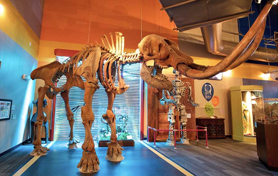 mastodon skeleton display with other exhibits at ripleys believe it or not panama city beach