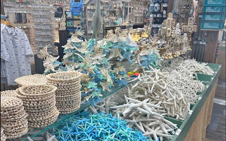 shell crafts and decor at the key west shell warehouse