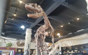 store interior with t rex skeleton at the dinosaur store cocoa beach