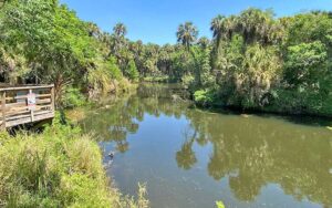 view of pond with dock and trees at turkey creek sanctuary palm bay