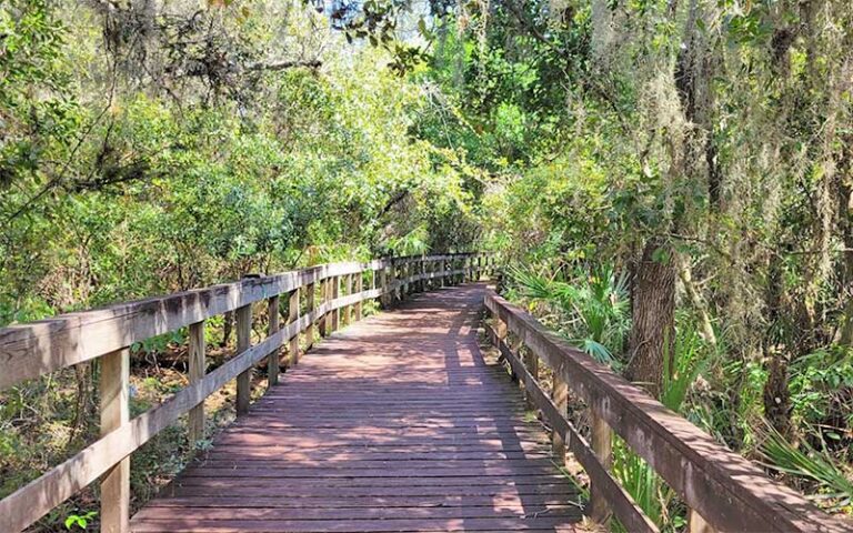 wide boardwalk leading through dense hammock at turkey creek sanctuary palm bay