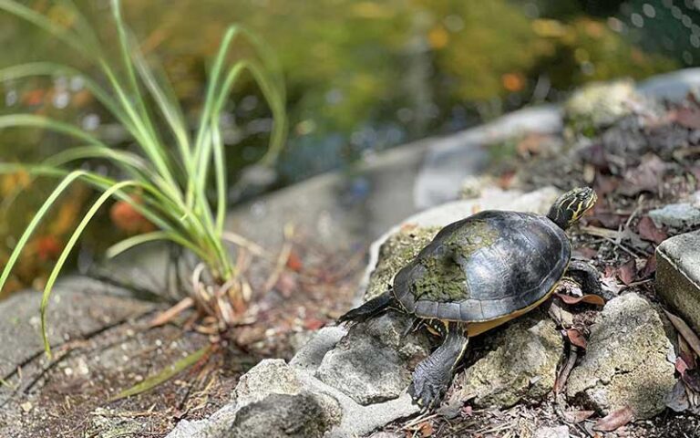 yellow striped turtle with mossy shell on edge of pond at key west tropical forest botanical garden