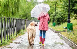 young girl with rain gear and umbrella walking away along garden path with golden retriever