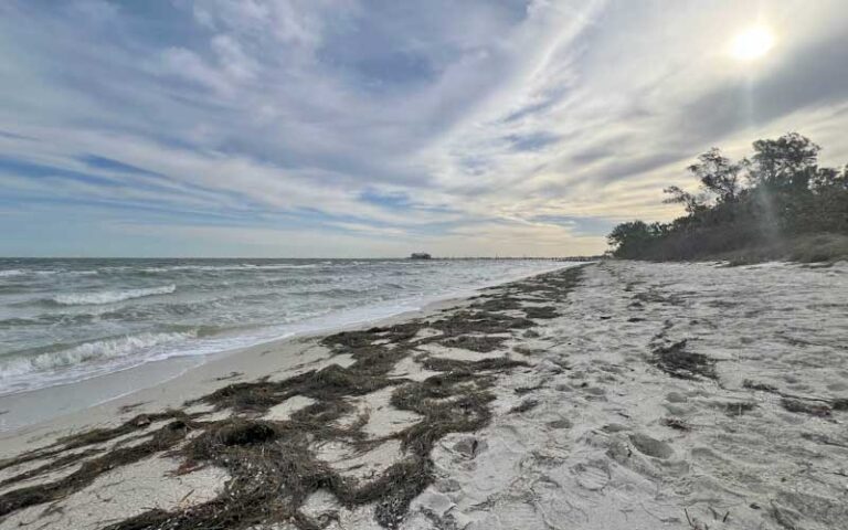 beach with pier and seaweed at bayfront park anna maria island