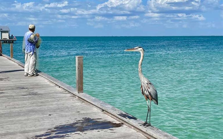 fisherman casting nets on dock with heron at anna maria city pier island