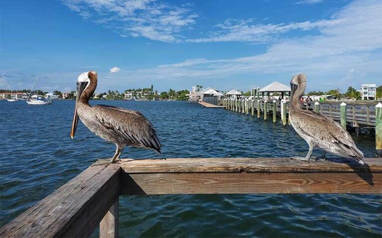 pelicans perched on pier railing with boats on bay at bridge street pier bradenton beach anna maria island