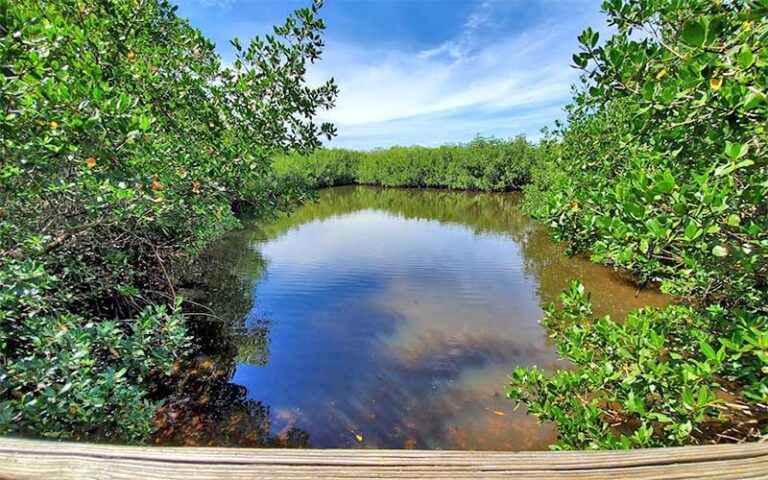 view of pond from boardwalk at leffis key preserve bradenton beach anna maria island