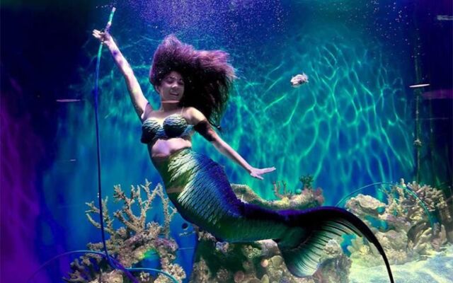 Escape to the magical world of mermaids with Mertailor’s Mermaid Aquarium Encounter near the Gulf Coast. Located west of Orlando and north of Clearwater, this unique experience features skilled mermaid performers gracefully swimming in aquarium tanks alongside native marine life exhibits.
@mermaidaquariumencounter